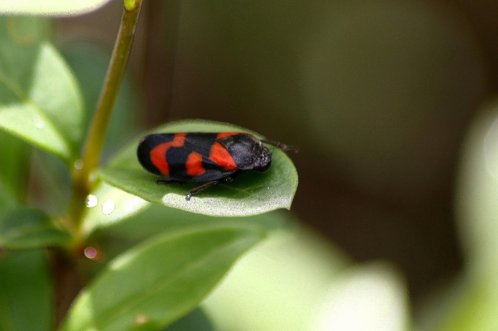 cercopis vulnerata con e senza acari